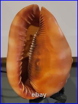 Ancienne lampe veilleuse en coquillage