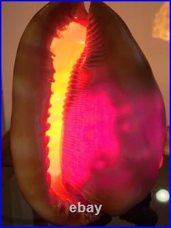 Ancienne lampe veilleuse en coquillage